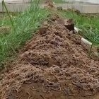 Scorpion paradise
