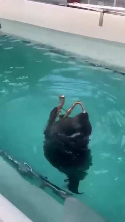 Seal enjoys Sax