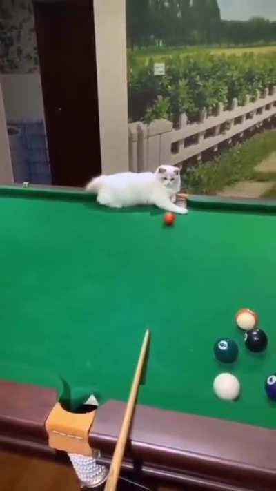 Cat pool