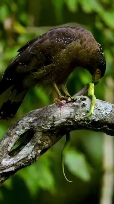 🔥 The Serpent Slayer