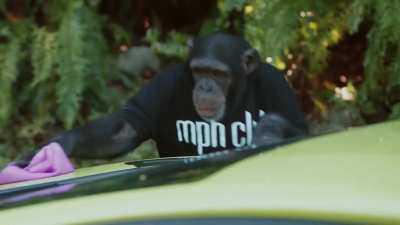 Apes after the squeeze be like...