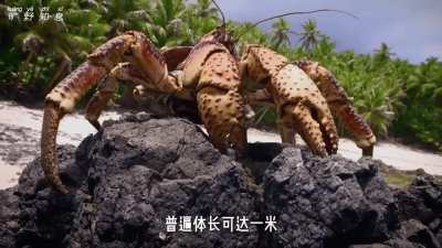螃蟹🦀强国<wbr>盛世之《我<wbr>儿超甜》