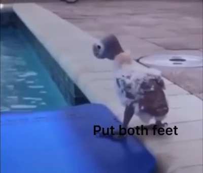 cute bird