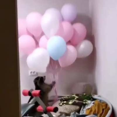 Real raccoon hours