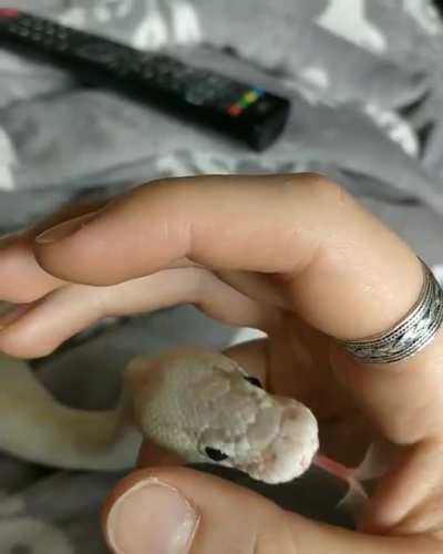 A blelele from Goji