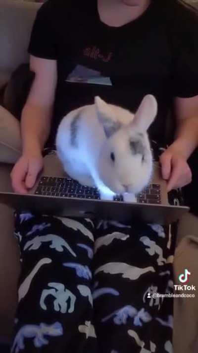 Bramble has been learning to Code!