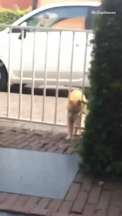 Cat bullies swinging gate