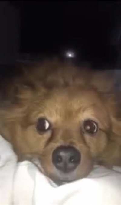Pupper wants a good pet