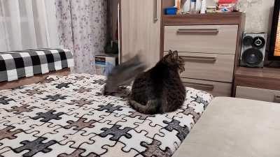 Котэ и шинши<wbr>лла