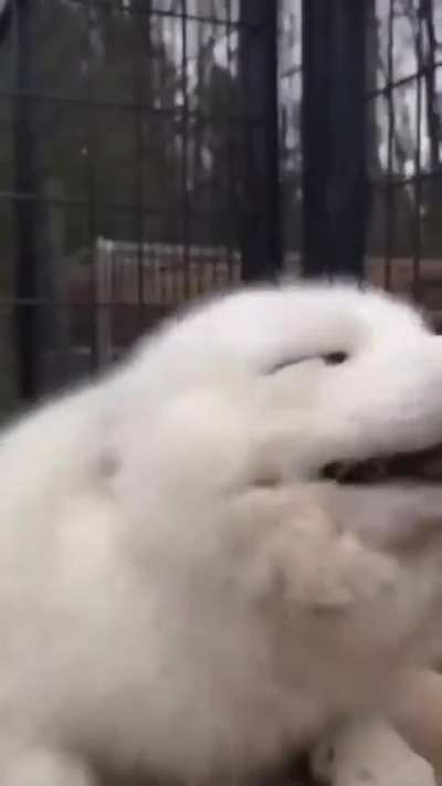 Счастливый песец