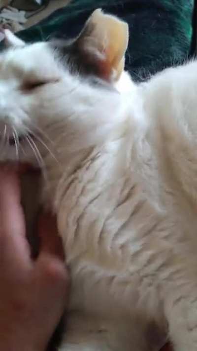 scritches and blep