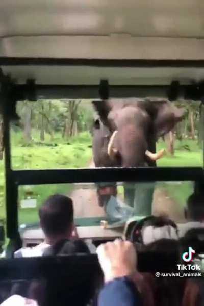 Safari tour almost gets deadly