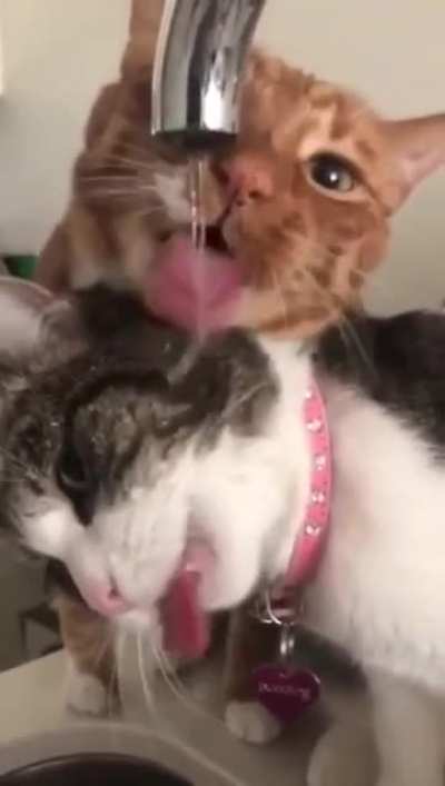 Котики