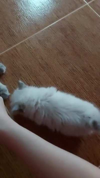 Smol kitty lorge appetite