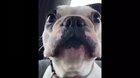 dog doin a screm