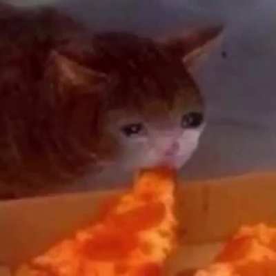 Dem upvotes se não como alimentarei meus gatos