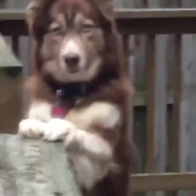 Aya Sophia escaped to our neighbor’s deck, and whined to come back
