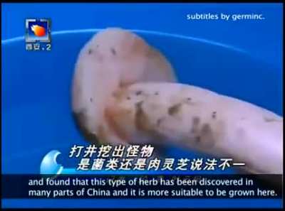 Chinese villagers find a strange new plant