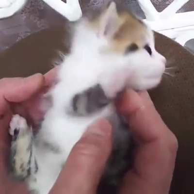 Котик