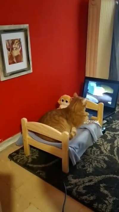Котик смотрит блокбастер
