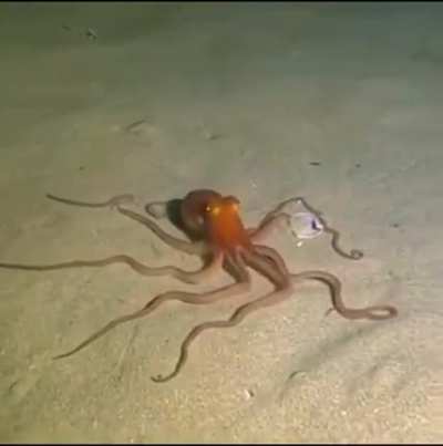 The Southern Sand Octopus Camouflaging