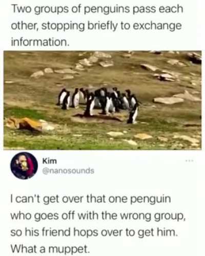 the penguins meet and exchange information