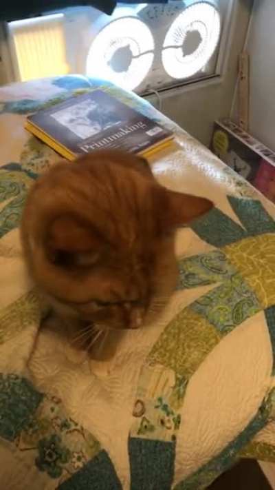 A very squeaky boi