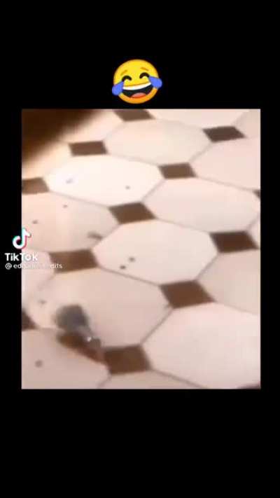 This is ratatoing
