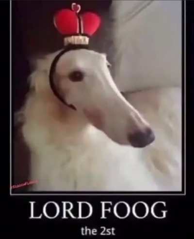 Foog