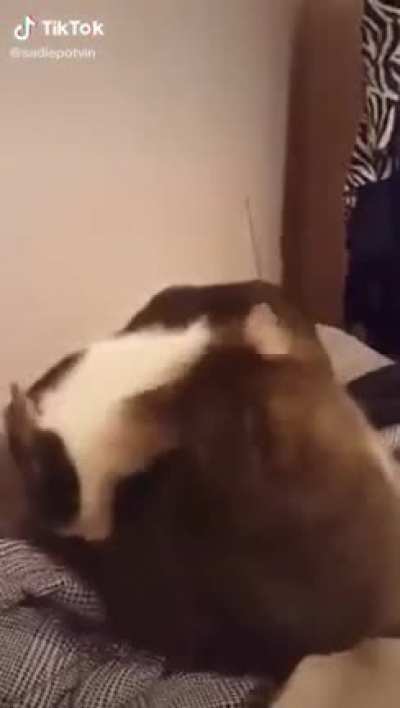 bite goes brrrr
