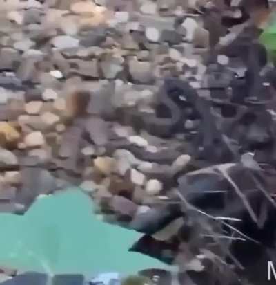 He might live