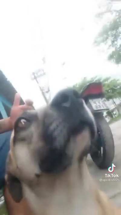 Aprova aí canalha