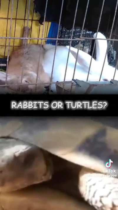 Who is cuter?