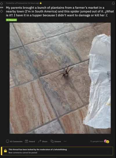 OP's little friend made quite a journey.