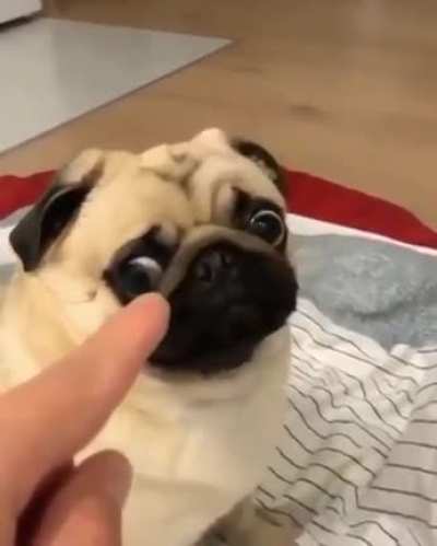 Beware of dog