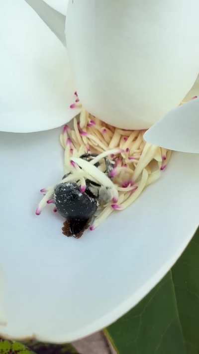 Bee finds a treasure trove of pollen