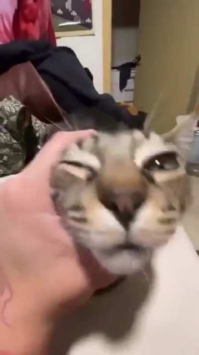 hi