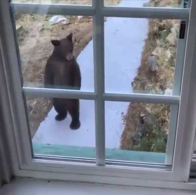 Bear at house standing on his hind legs.