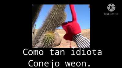 Bodoque weon