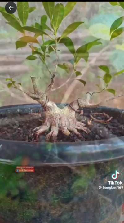 Садов<wbr>одчес<wbr>кое