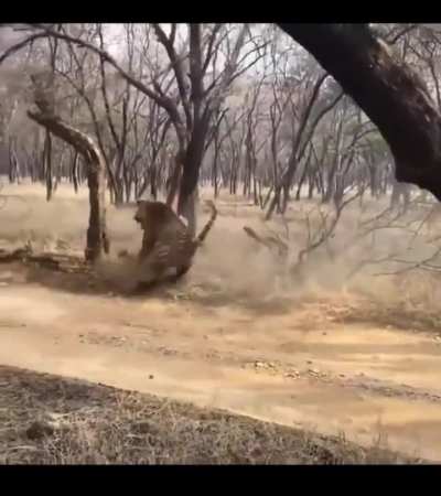 🔥 Battle of the Beasts 🔥
