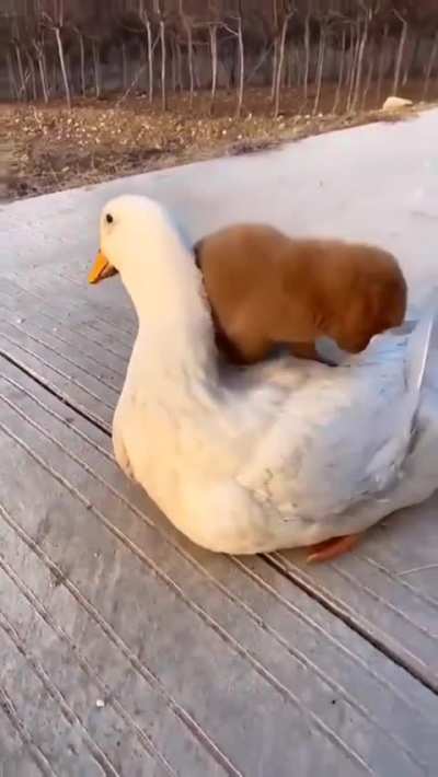Friendship And Love Is Universal
