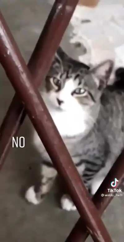 Gatito Encarcelado