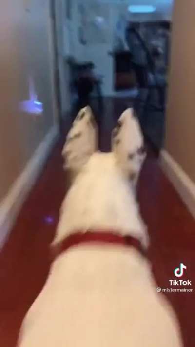 #dog
