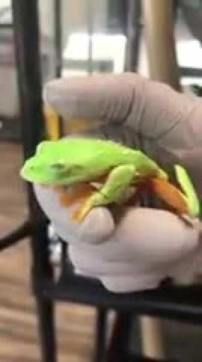 Saw this guy in a video recently and was wondering what he was?