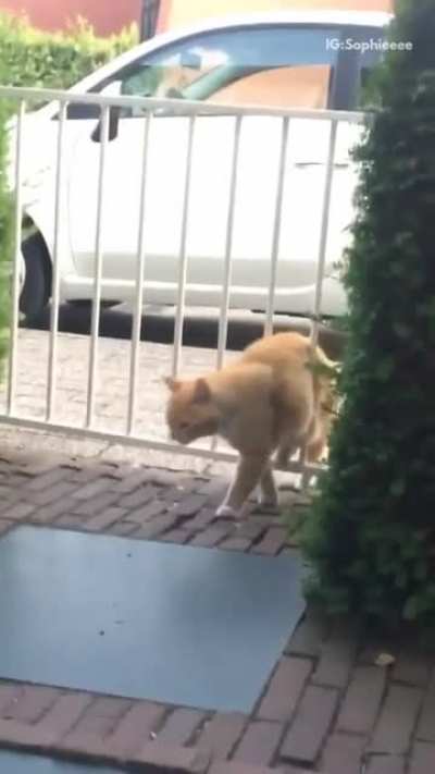 to squeeze through