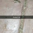 Mr Jiminy Cricket scared me