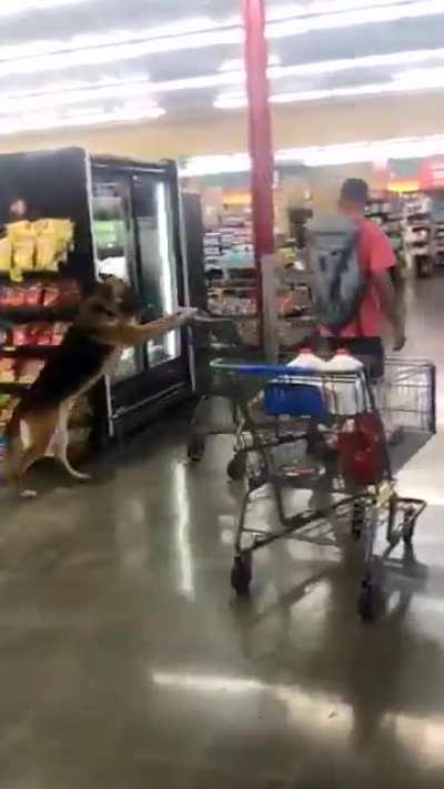 Must be a therapy dog.