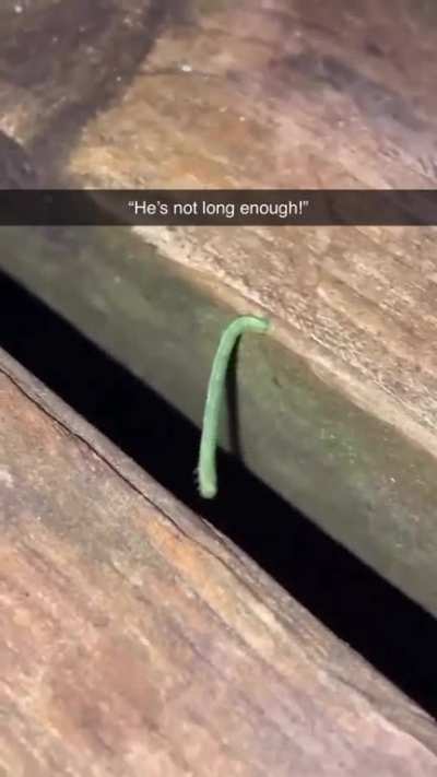 Just guys rooting for a caterpillar