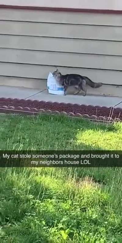 My cat stole my neighbors Amazon package and tried to deliver it to me!